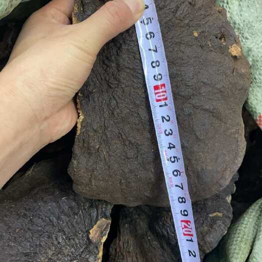 昆明薄树灵芝批发