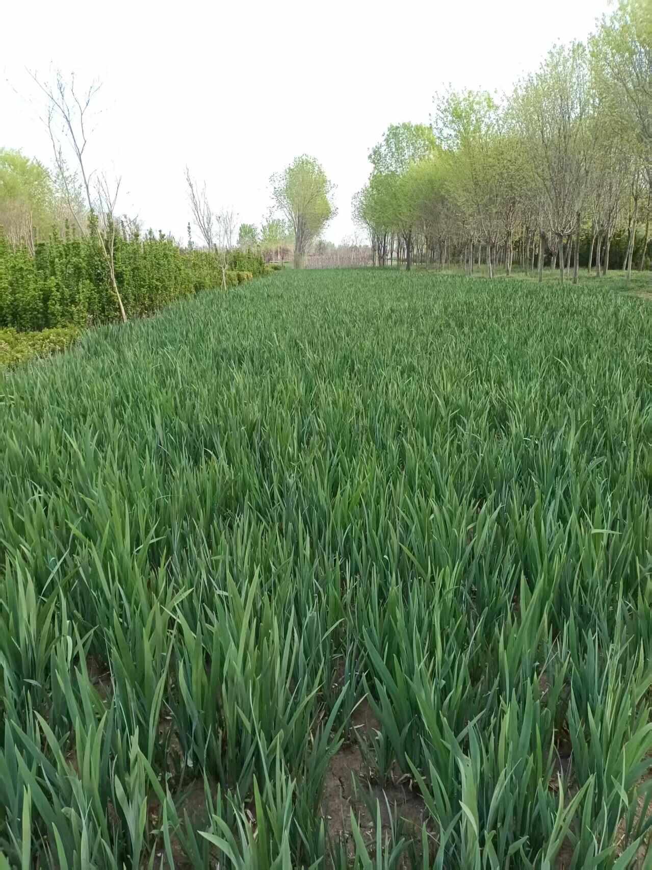 黄菖蒲…黄花鸢尾