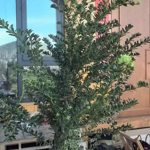 武义县红芽珍珠罗汉松盆景