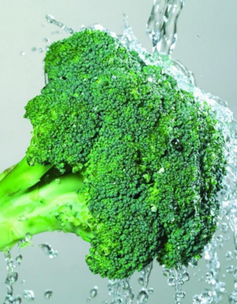 甘肃玉门西蓝花种植产业园 玉门花海西蓝花产业基地 玉门产区