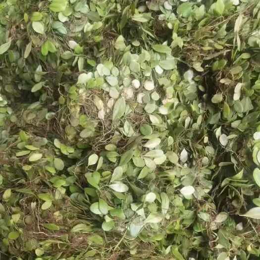 富宁县抱石莲