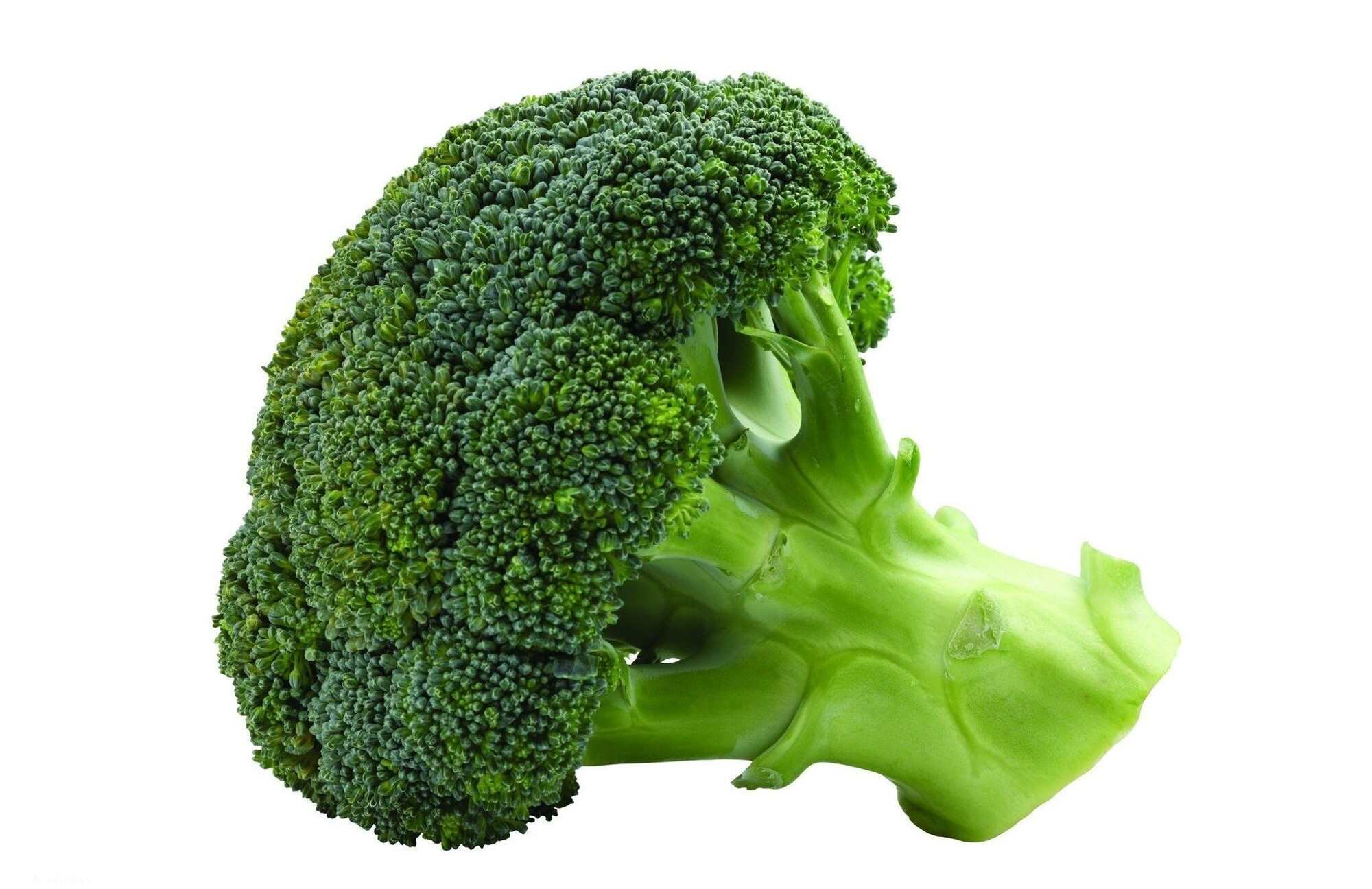 甘肃玉门西蓝花种植产业园 玉门花海西蓝花产业基地 玉门产区