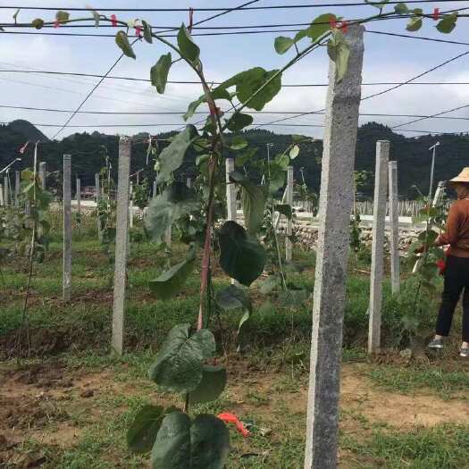 红心猕猴桃苗 果肉鲜红 口感丝滑