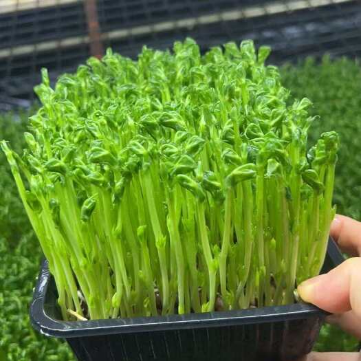 上海活体豌豆苗