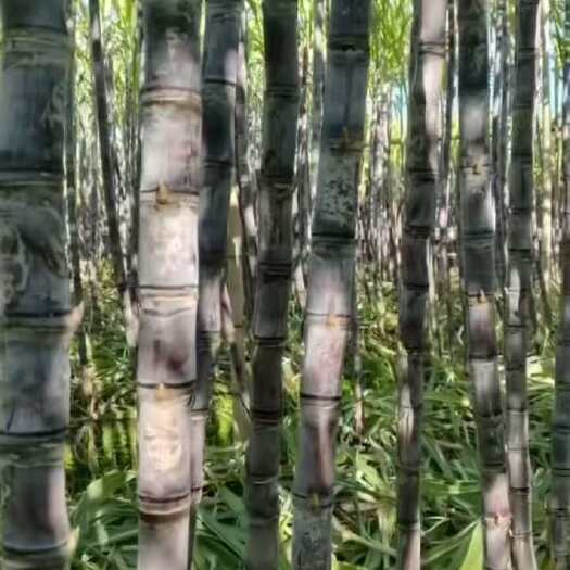 沙洋县黑皮甘蔗