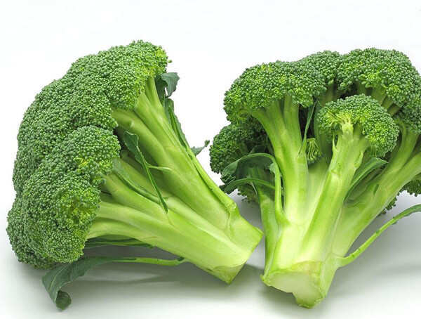 甘肃玉门西蓝花种植产业园 玉门花海西蓝花产业基地 玉门产区