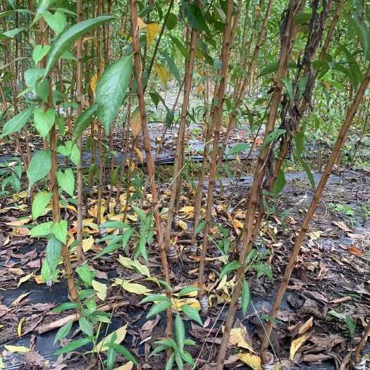 四川广元苍溪县青脆李树苗水果种苗批发