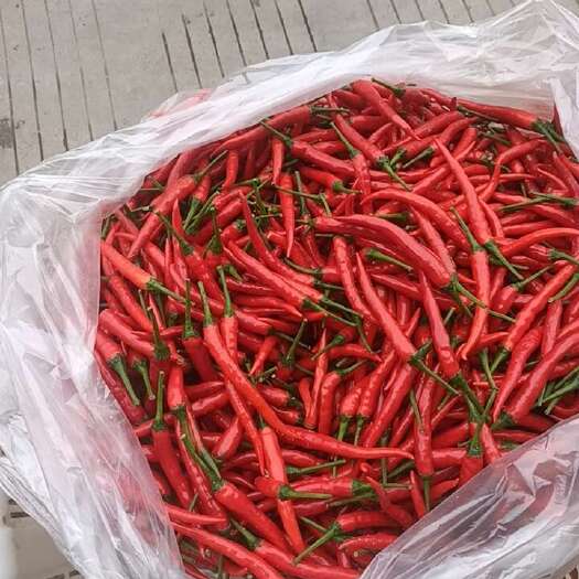 峨眉山市四川峨眉山线椒 新鲜辣椒 茄果类蔬菜 直供产地