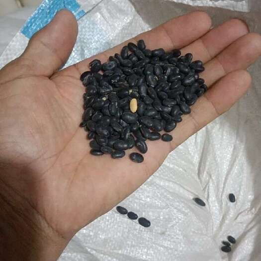 定边县老品种小黑豆