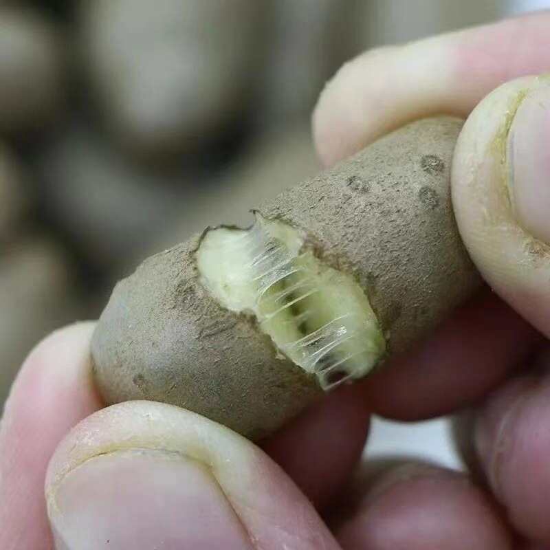 河北安平小白嘴山药豆手拣豆产地直销