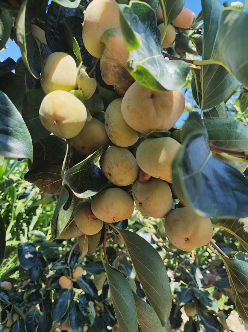 陕西精品柿子七月黄八月黄^_^^_^阳丰大量有货，支持一件代