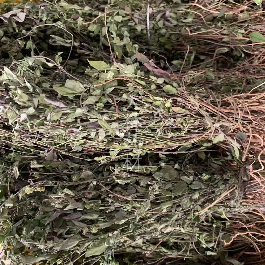 长期供应｛瓜子金｝可批量可零售量大从优【包邮】