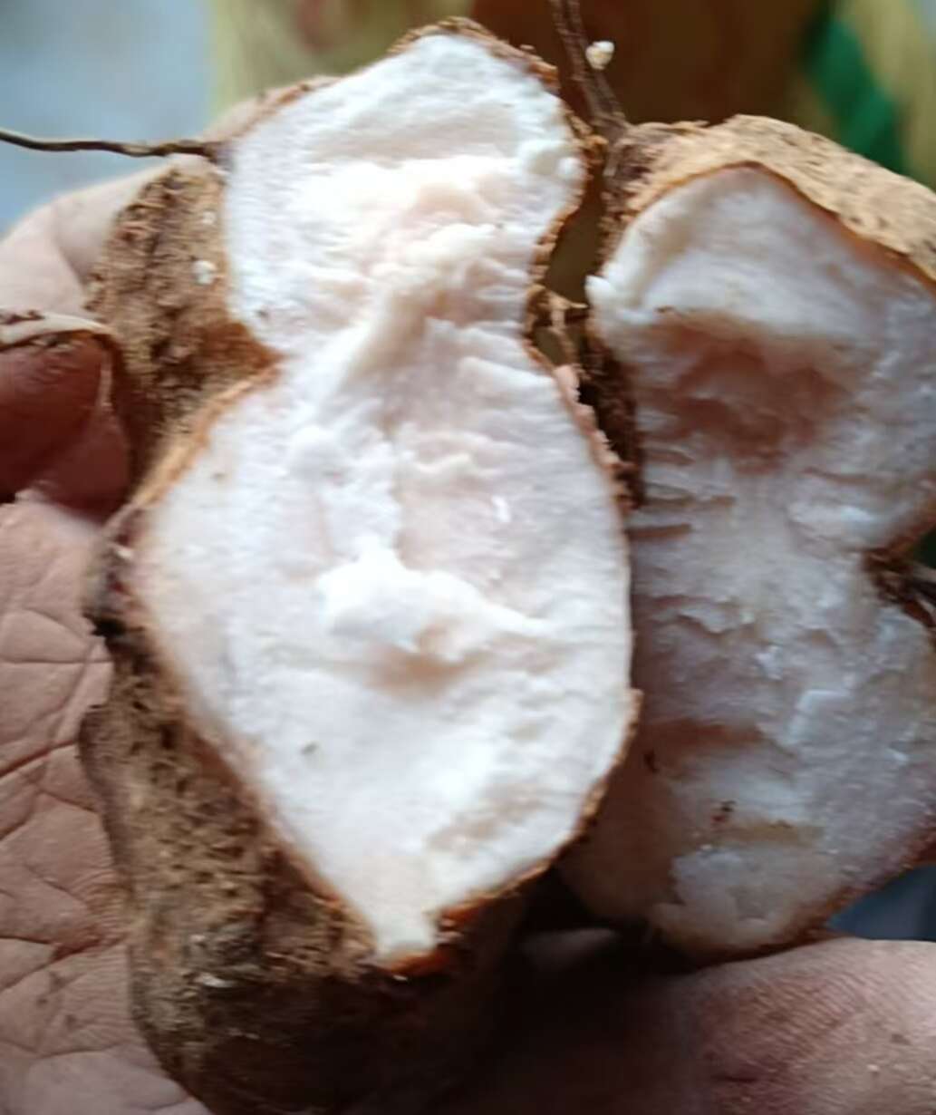 广东土茯苓，白肉粉质饱满新鲜土茯苓，当天挖晚上发货隔天到