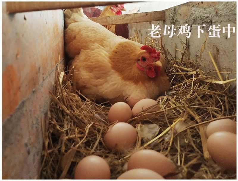 土鸡蛋  山上放养  吃五谷杂粮长大  黄心  没有色素