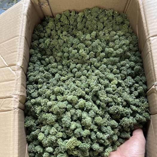 昆明文山三年大三七花