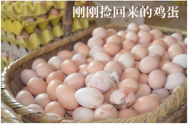 土鸡蛋  山上放养  吃五谷杂粮长大  黄心  没有色素