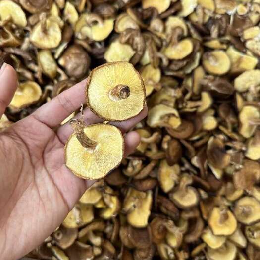 梧州香信菇薄菇带脚香信香菇新货干货