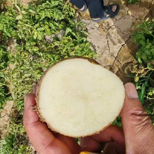 古浪县大西洋土豆 甘肃武威古浪县产地直发 根茎类蔬菜批发