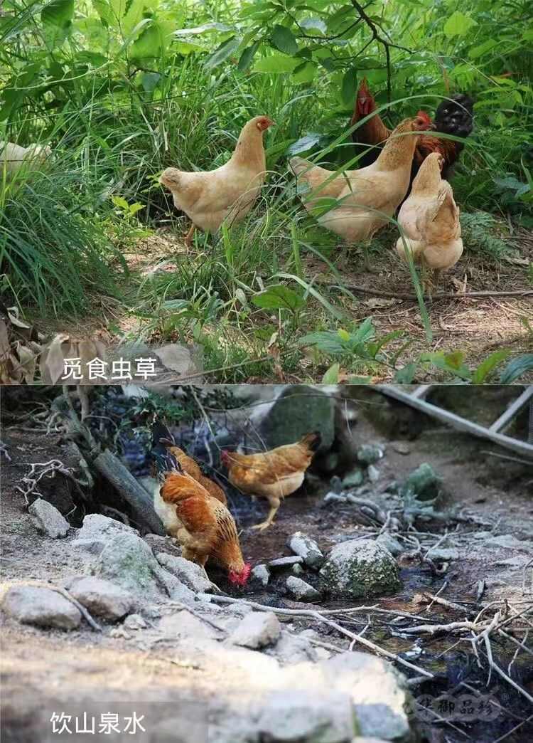 土鸡蛋  山上放养  吃五谷杂粮长大  黄心  没有色素