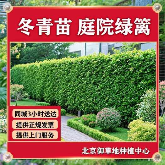 北京北京基地销售黄杨苗北海道冬青苗
