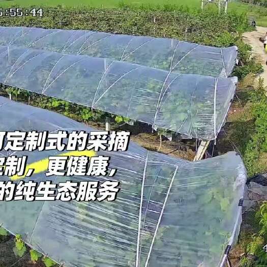 宿迁阳光玫精品果，江苏宿迁