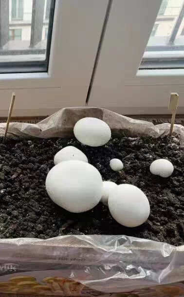 发酵纯蘑菇渣菌菇渣不带土