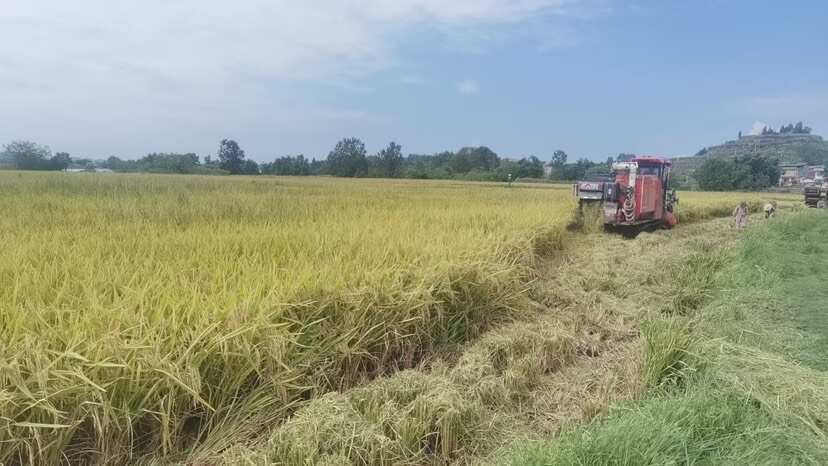重庆潼南优质中稻杂交稻谷产地直供