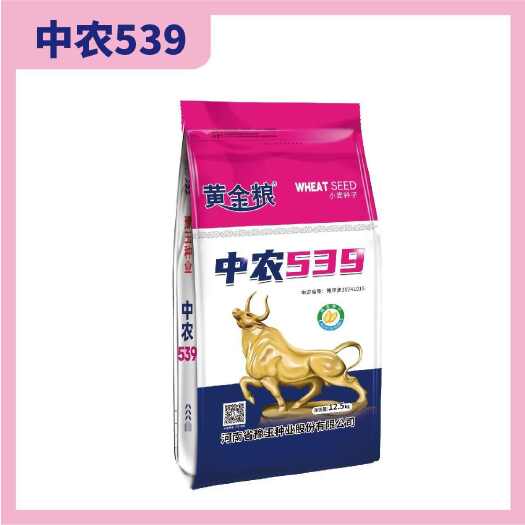 郑州中农539 耐密抗倒伏抗病好优质小麦品种子