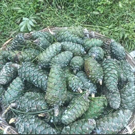 宁强县今年松塔，要货联系