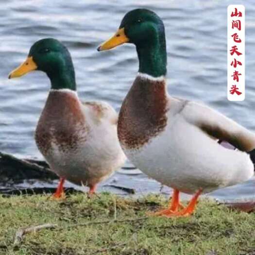 深圳养殖青头鸭