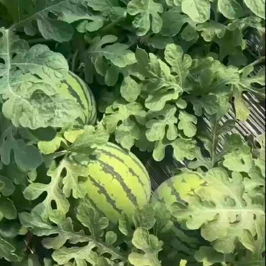 阳原县麒麟西瓜代理