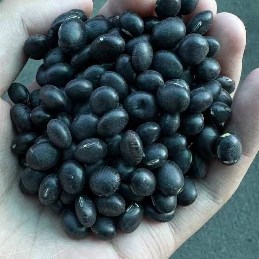 临沂江苏特大粒.青仁黑豆