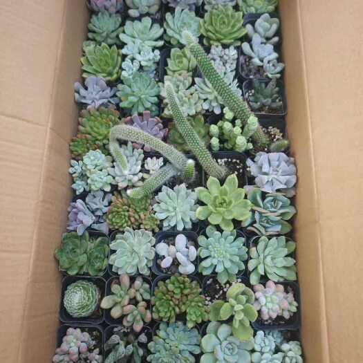 青州市多肉拼，品种多，质量好，90元/箱，50棵/箱。