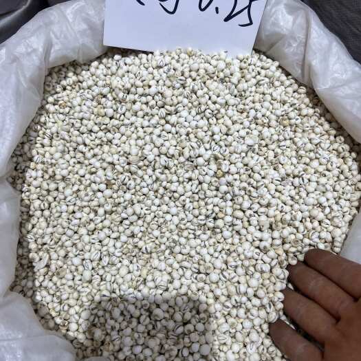 昆明精选025贝母