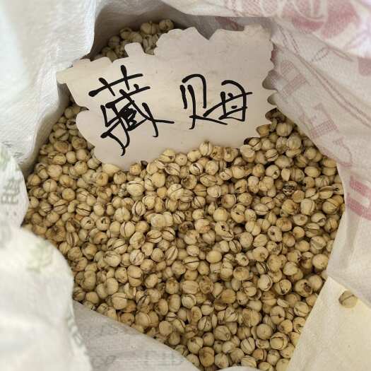 昆明本色中颗 精选藏贝母