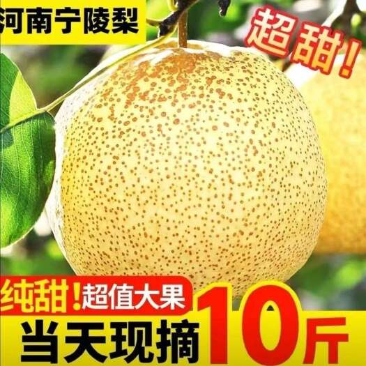 宁陵酥梨产地直发现摘新鲜梨子甜脆当季雪梨香梨水果整箱包邮
