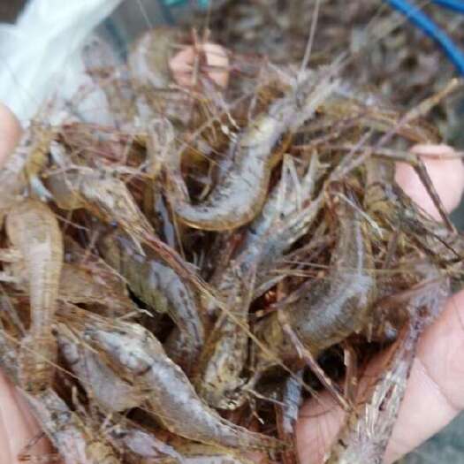 大量批发鲜活小河虾