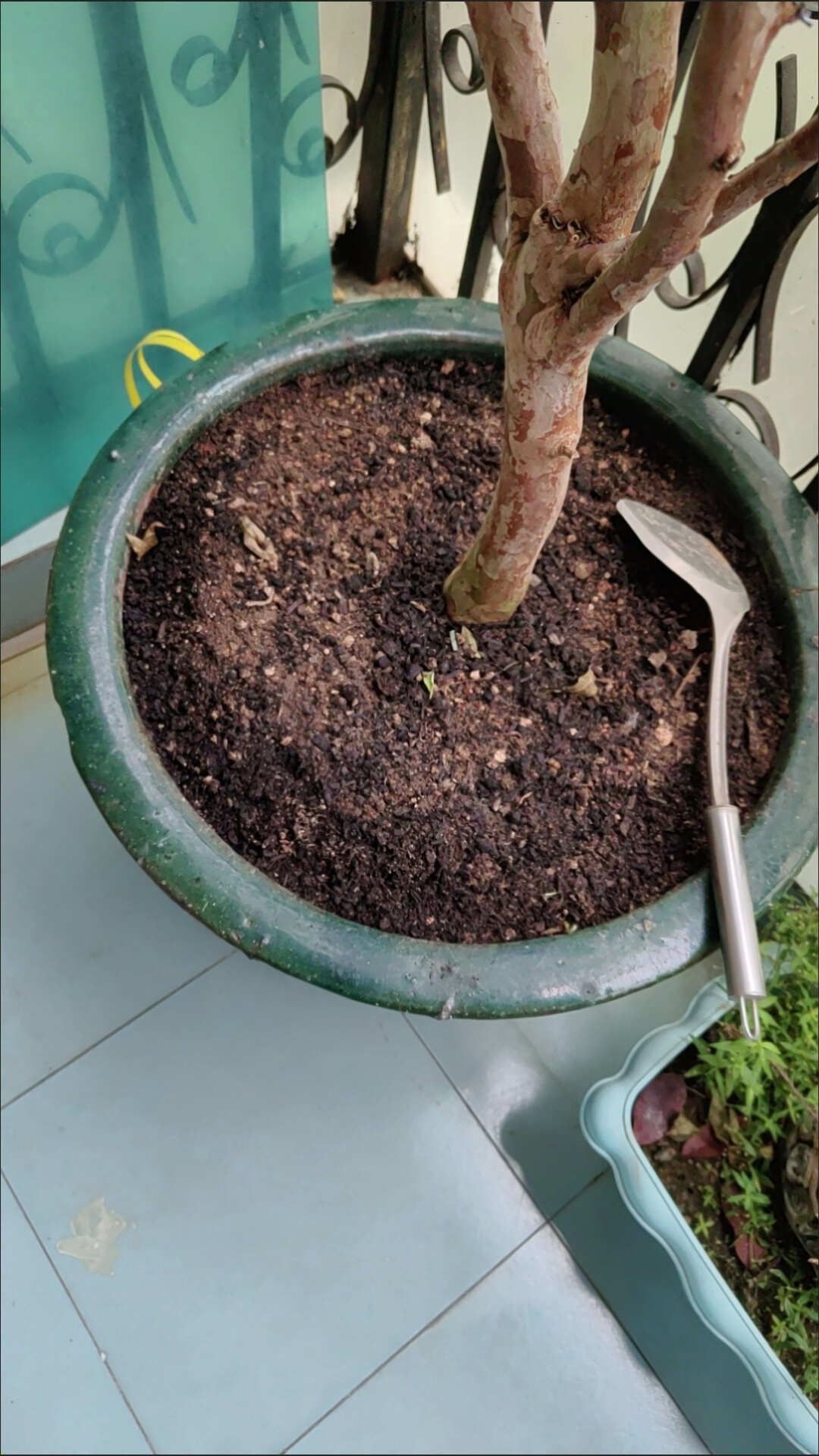 发酵纯蘑菇渣菌菇渣不带土