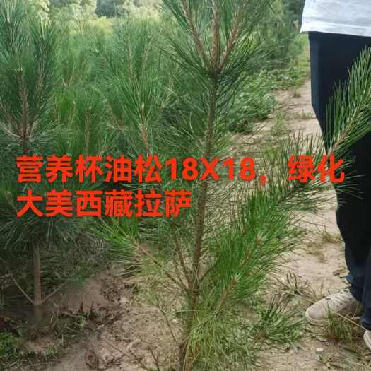 定西甘肃油松18X18营养杯发西藏拉萨