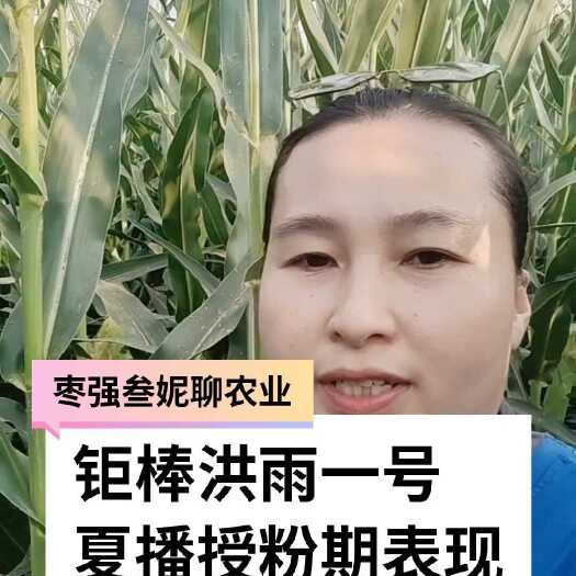 枣强县钜棒洪雨一号杂交玉米粒 口感好，产量高，可以种植