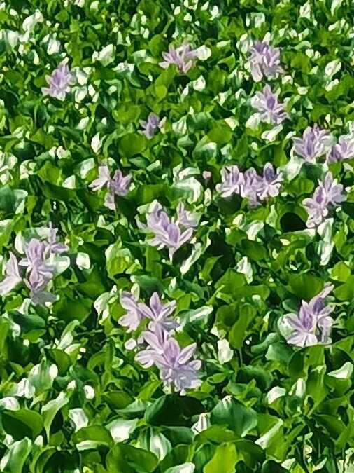东阳市水葫芦