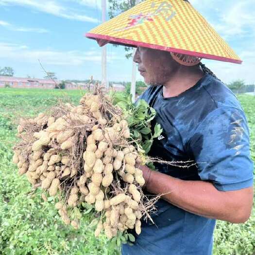 单县山东菏泽花生种植基地