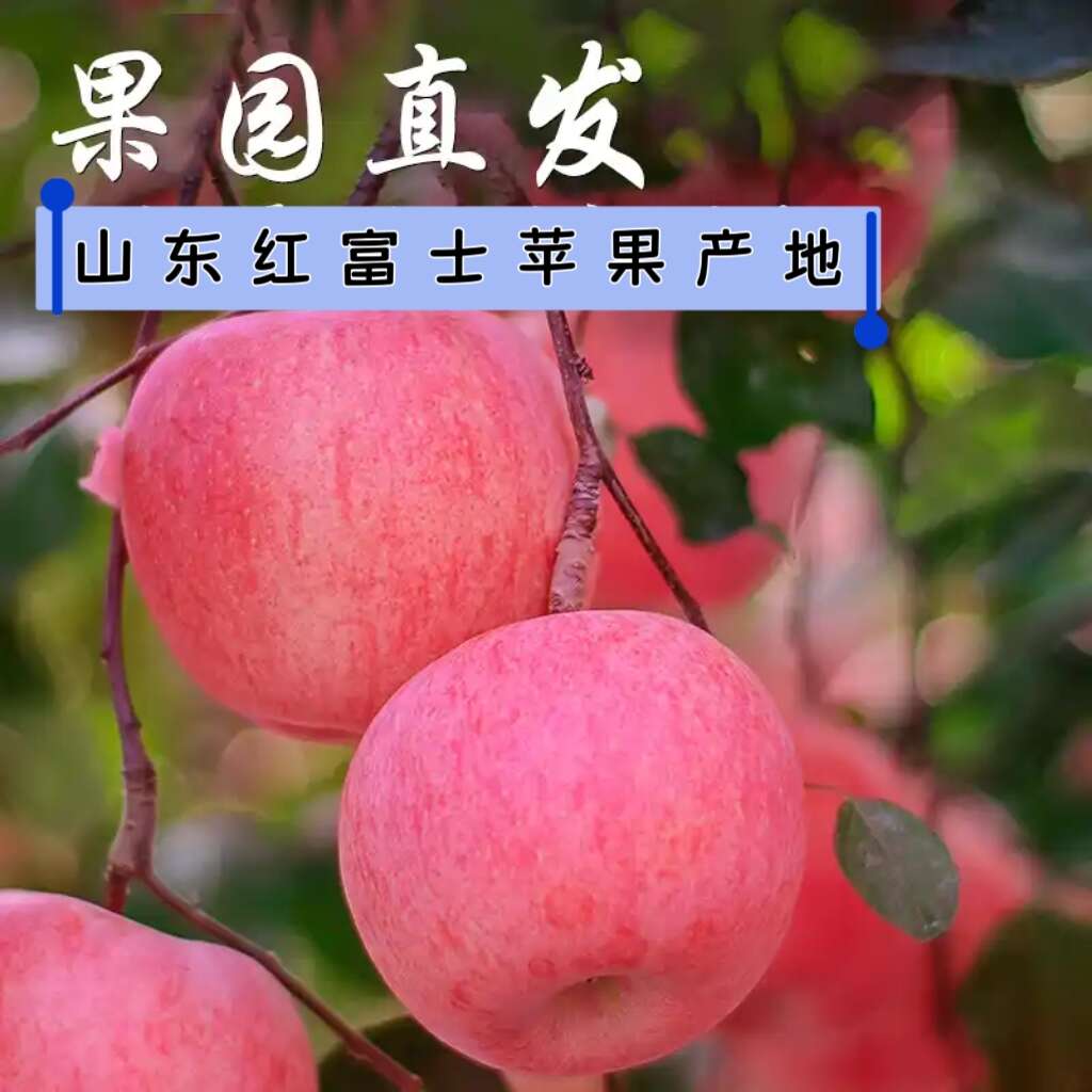 红富士苹果常年供应 脆甜多汁 新鲜水果批发冰糖心苹果