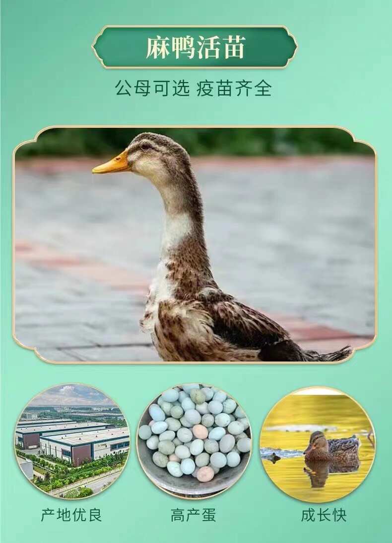 脱温大种麻鸭苗 ￼￼杂交鸭苗 郊区鸭苗 做好疫苗