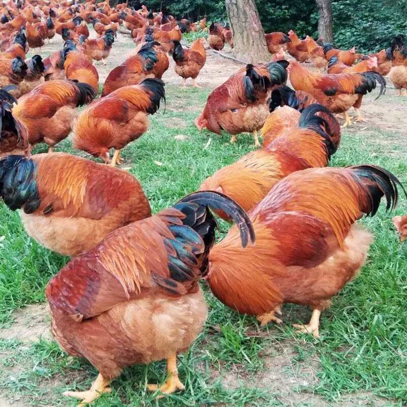 K9鸡苗 麻黄K9 灰羽K9 901/996快大型肉鸡苗