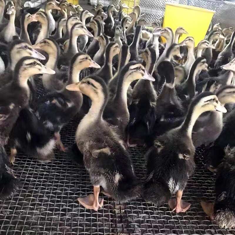 脱温大种麻鸭苗 ￼￼杂交鸭苗 郊区鸭苗 做好疫苗