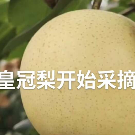 固安县自家皇冠梨套袋的大量上市