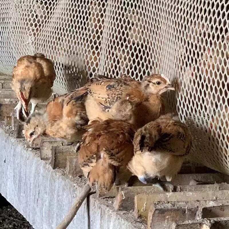 K9鸡苗 麻黄K9 灰羽K9 901/996快大型肉鸡苗