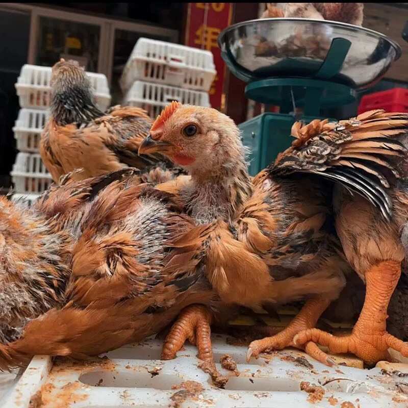 K9鸡苗 麻黄K9 灰羽K9 901/996快大型肉鸡苗