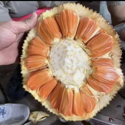 灵山县印尼红红肉菠萝蜜苗  红肉菠萝蜜苗 嫁接苗带营养杯发货种植